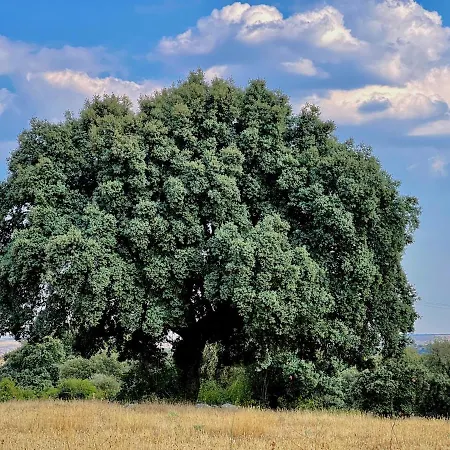 Casa La Colmena Εξοχικό σπίτι *