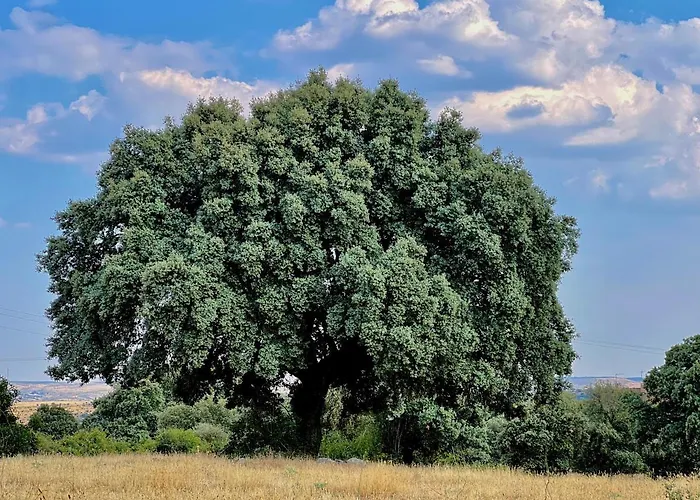Casa La Colmena Casa di campagna *